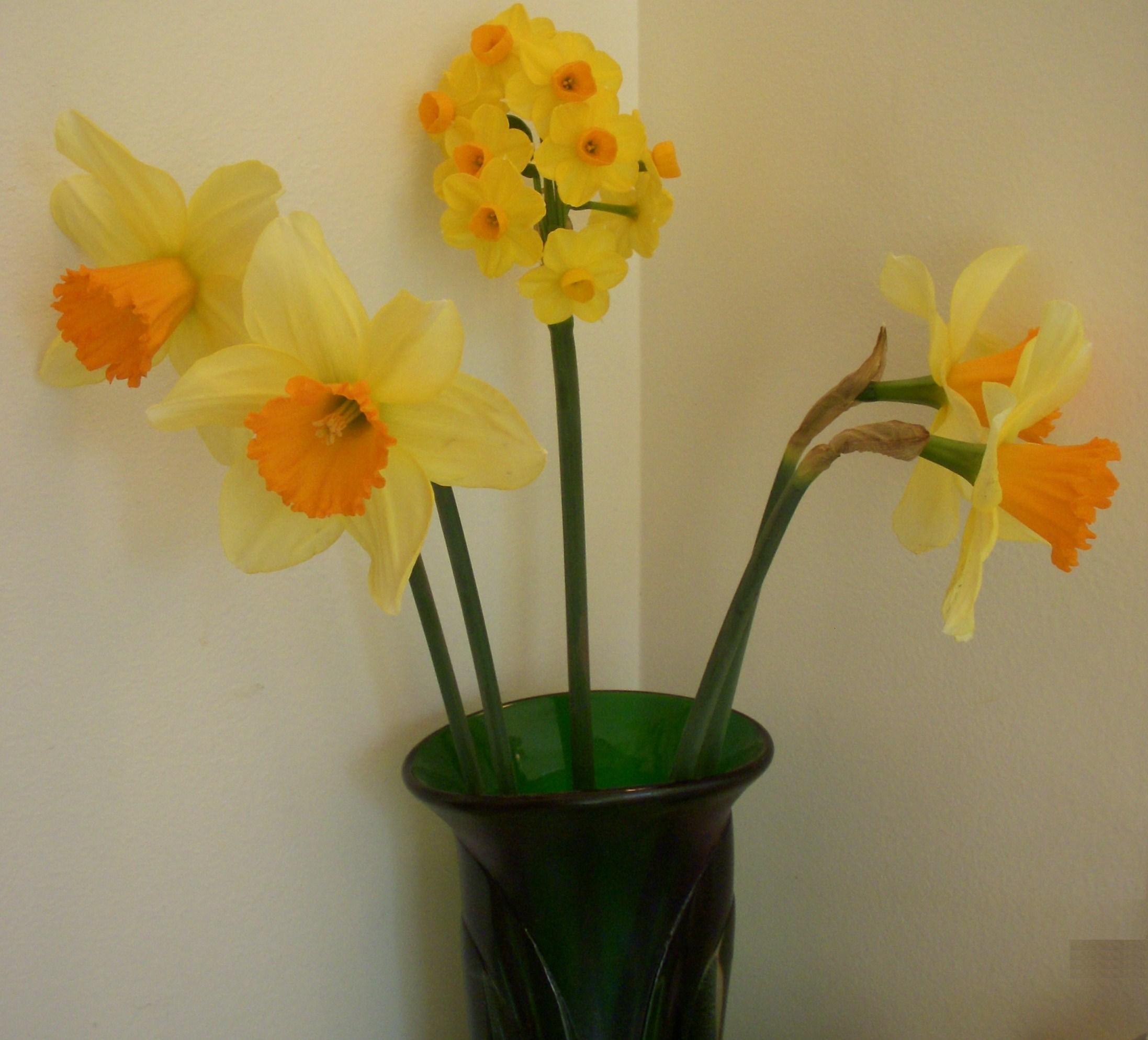 Daffs cutting