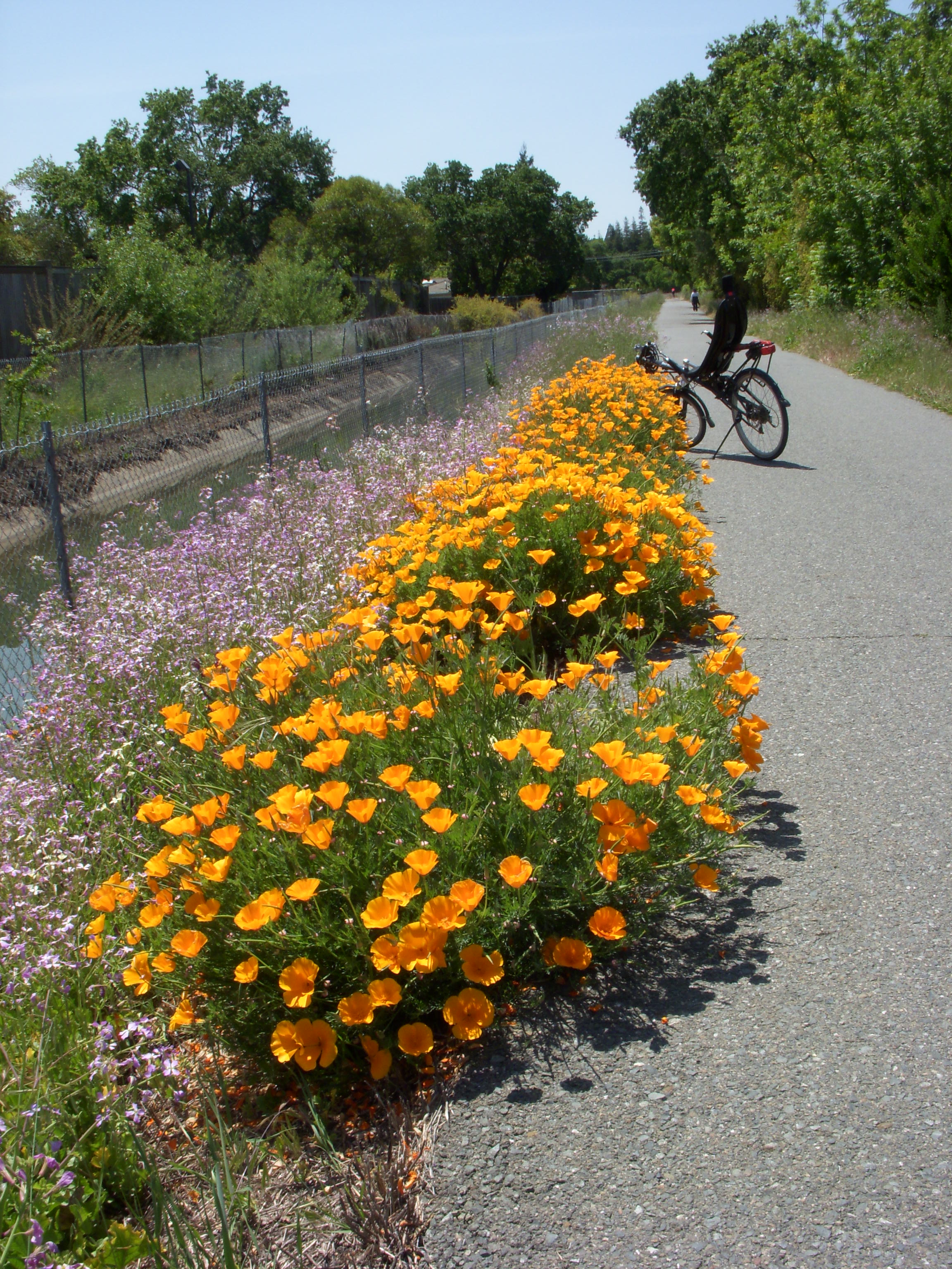  bike path wildflowers